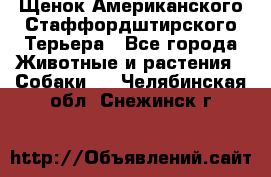 Щенок Американского Стаффордштирского Терьера - Все города Животные и растения » Собаки   . Челябинская обл.,Снежинск г.